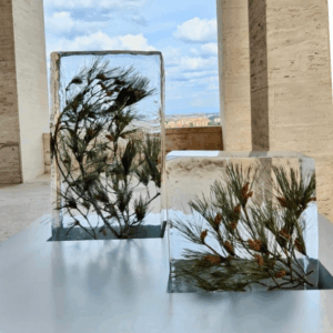 blocco con pino mugo